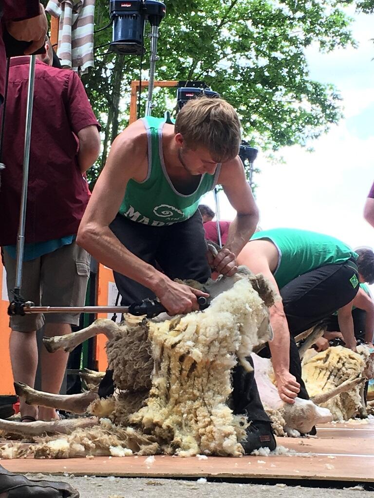 Tonte de Moutons