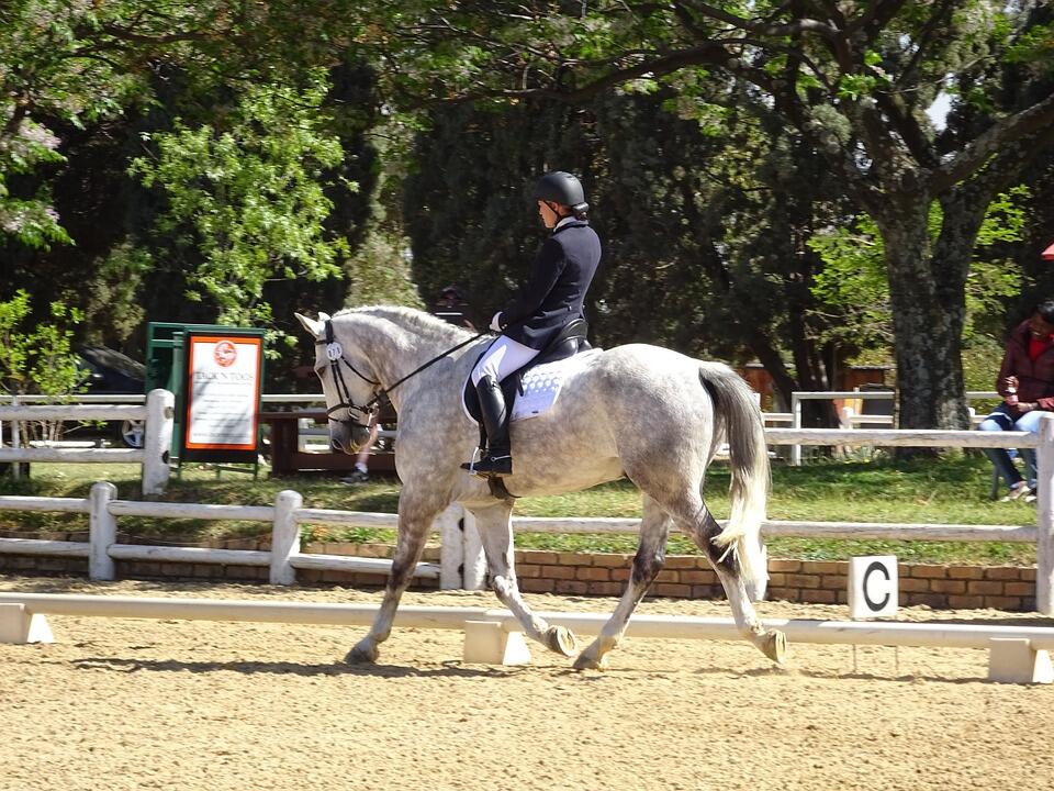 Trot allongé horse-2665751_960_720