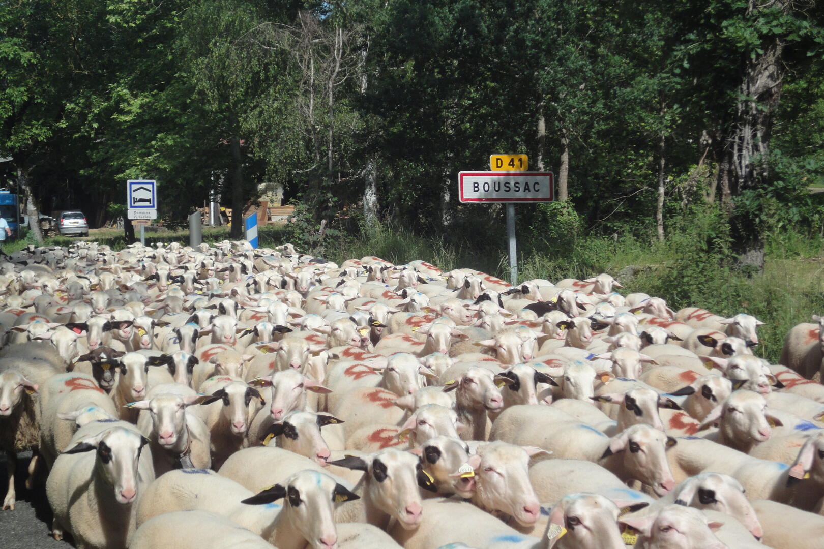 Transhumance Boussac