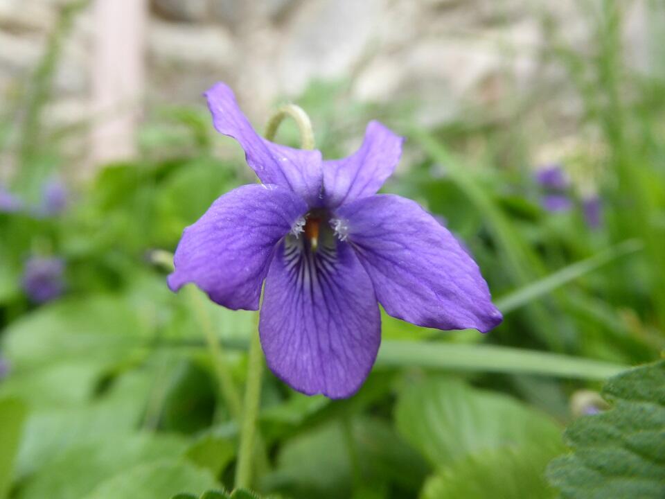 Viola odorata_03