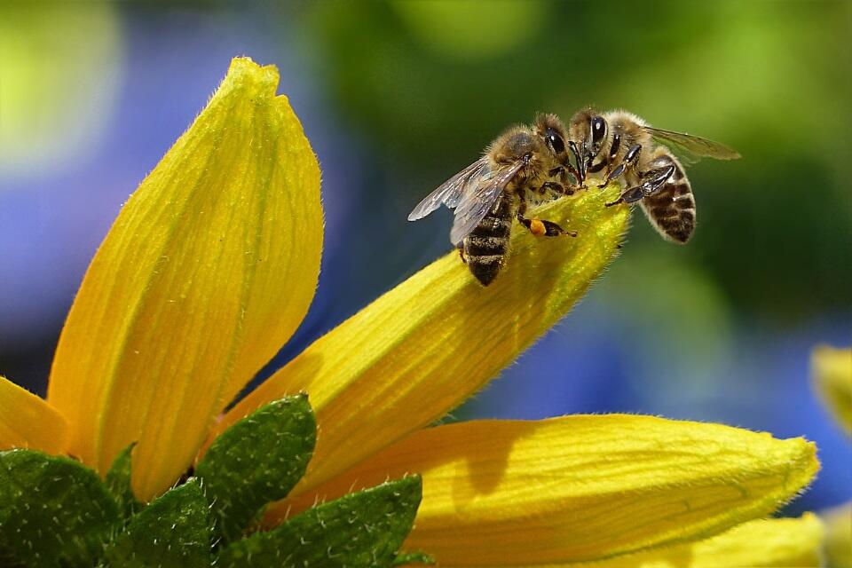Abeille