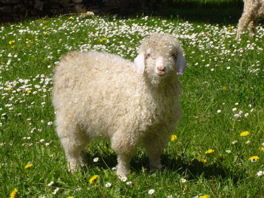 chèvre mohair