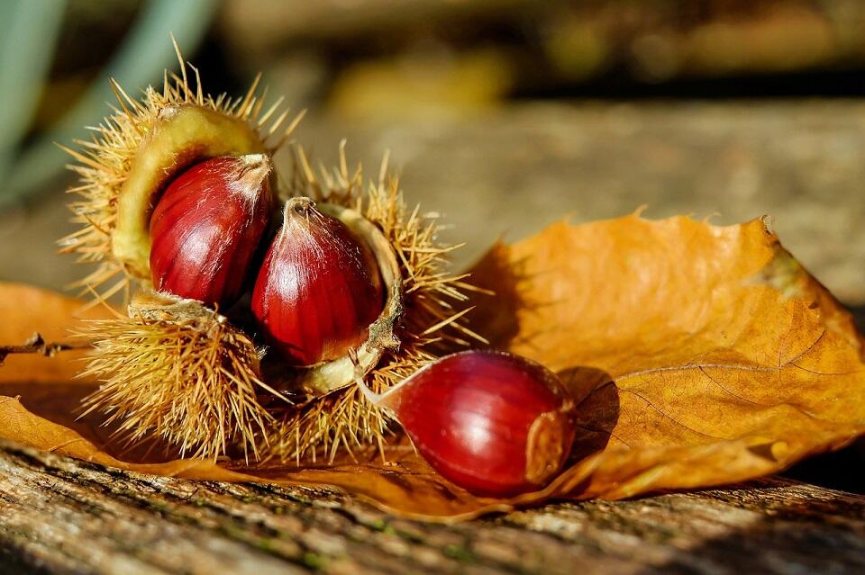 chestnut-1784282_1280©pixabay