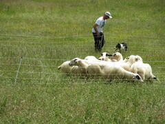 chienberger