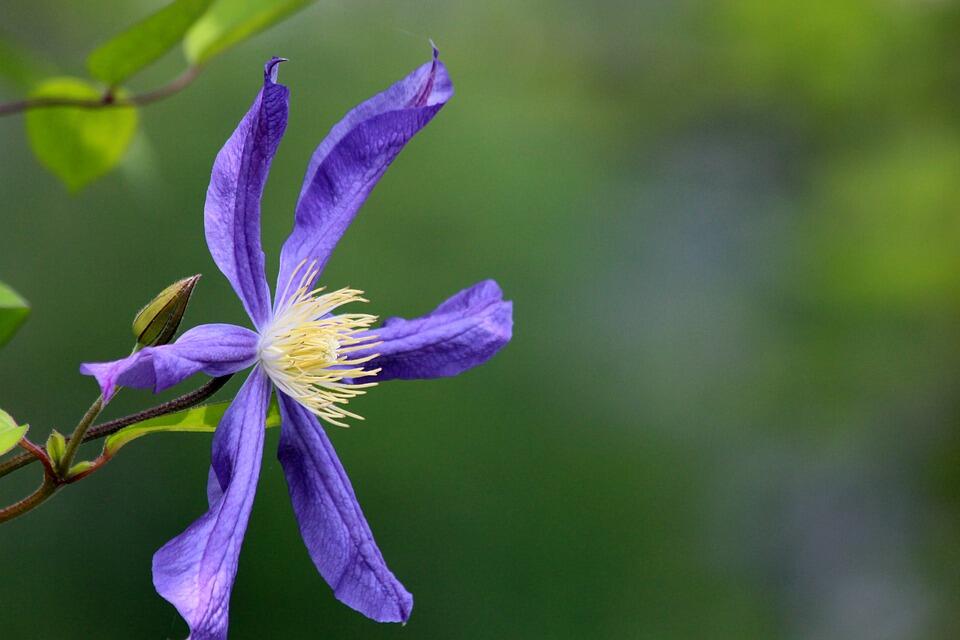 clematis-3410153_960_720