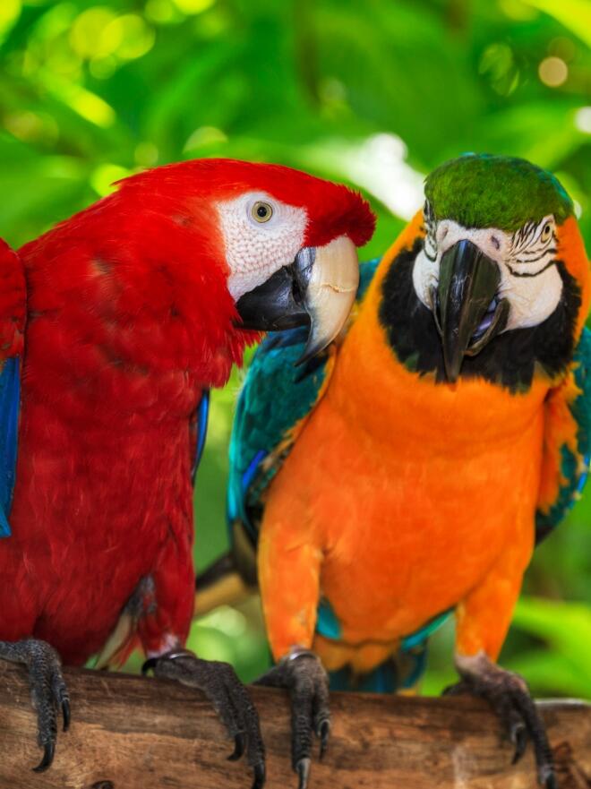 diariofemenino Sonar con pajaros de colores