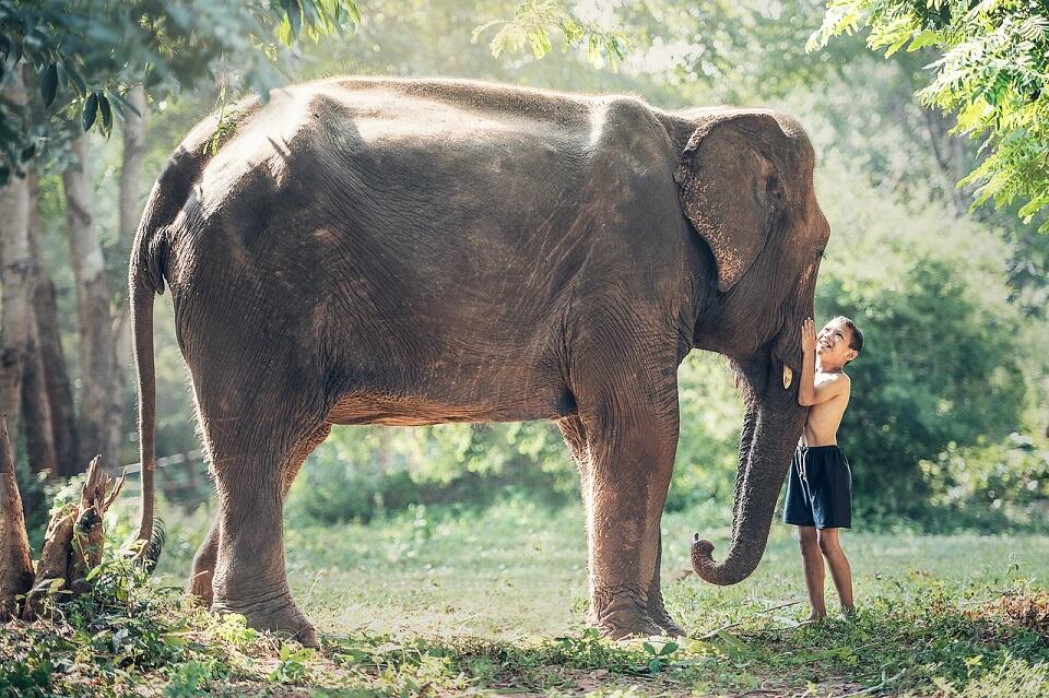 elephant-1822492_1280©pixabay