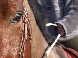 équitation