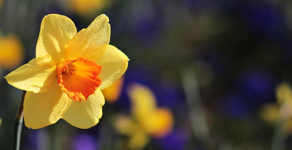 flower-3306691_960_720