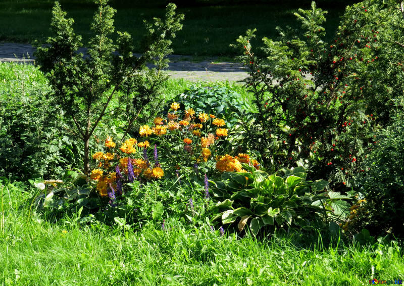 flower-rock-gardens-beds-garden-shrubs-41157