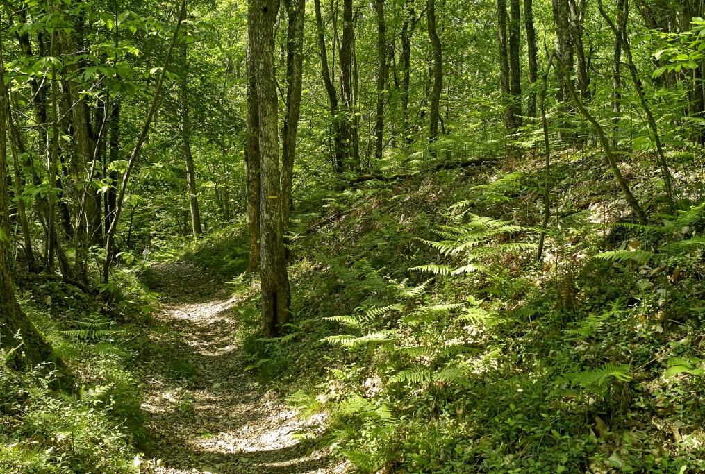 frau foret