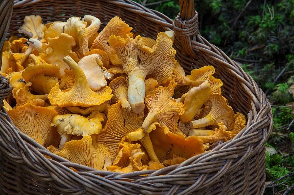 fungus-1194380_1280©Barbroforsberg