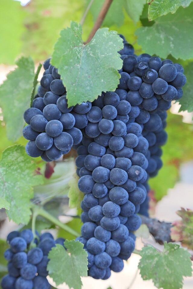 grapes-921467_12800169pixabay