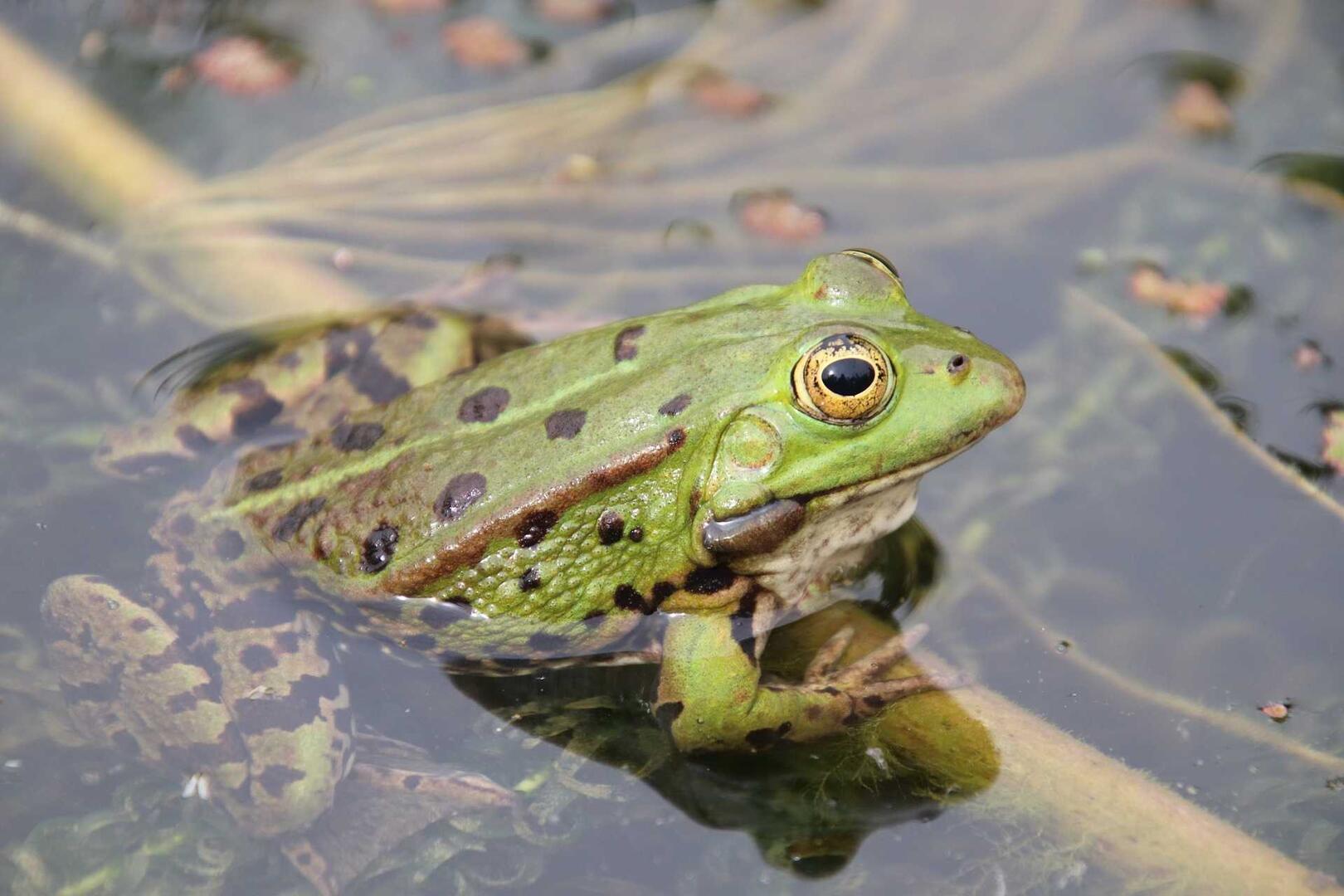 grenouille-Jacques-GAIMARD-de-Pixabay