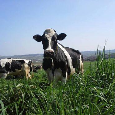lait-freres-vaches