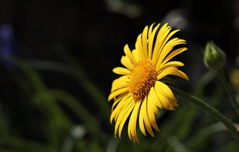 marguerite-3342050_960_720