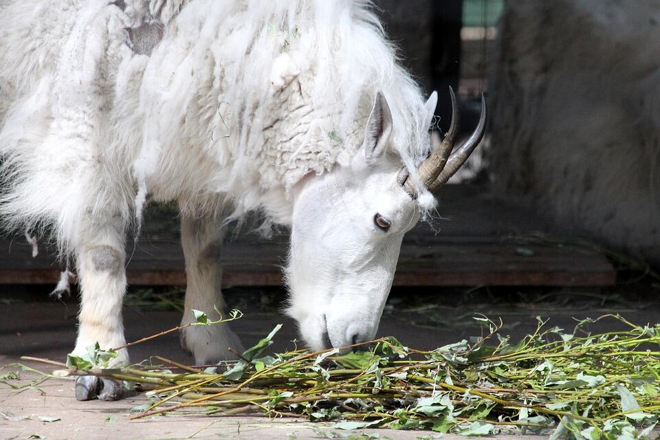 mountain-goat-1905267_960_720