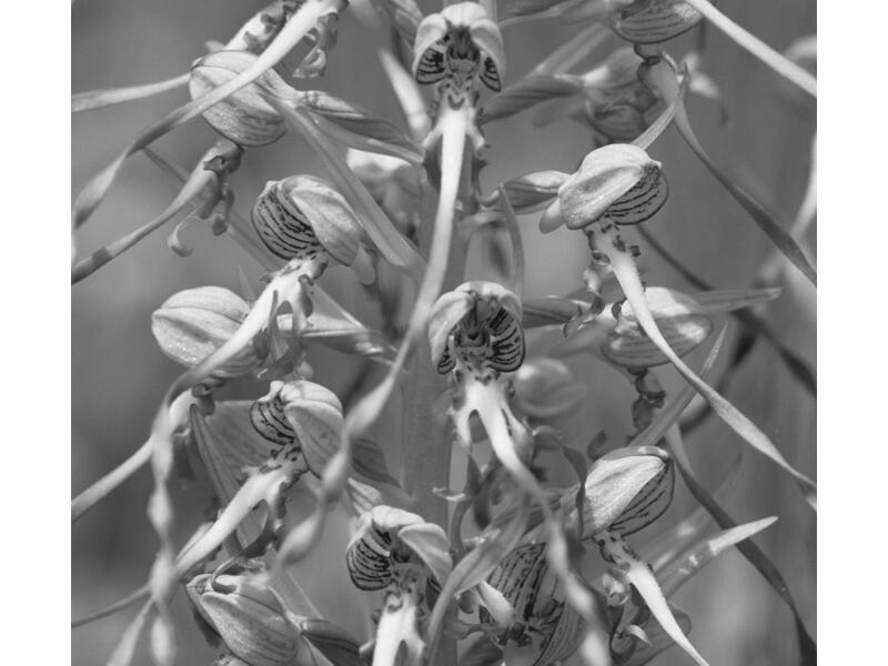 orchidée sauvage N&B