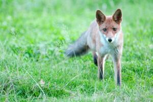 renard atelier nature hirondelle