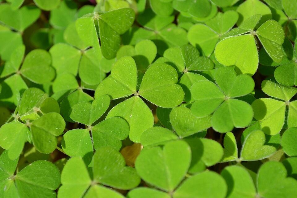 shamrock-267458_1280©PollyDot