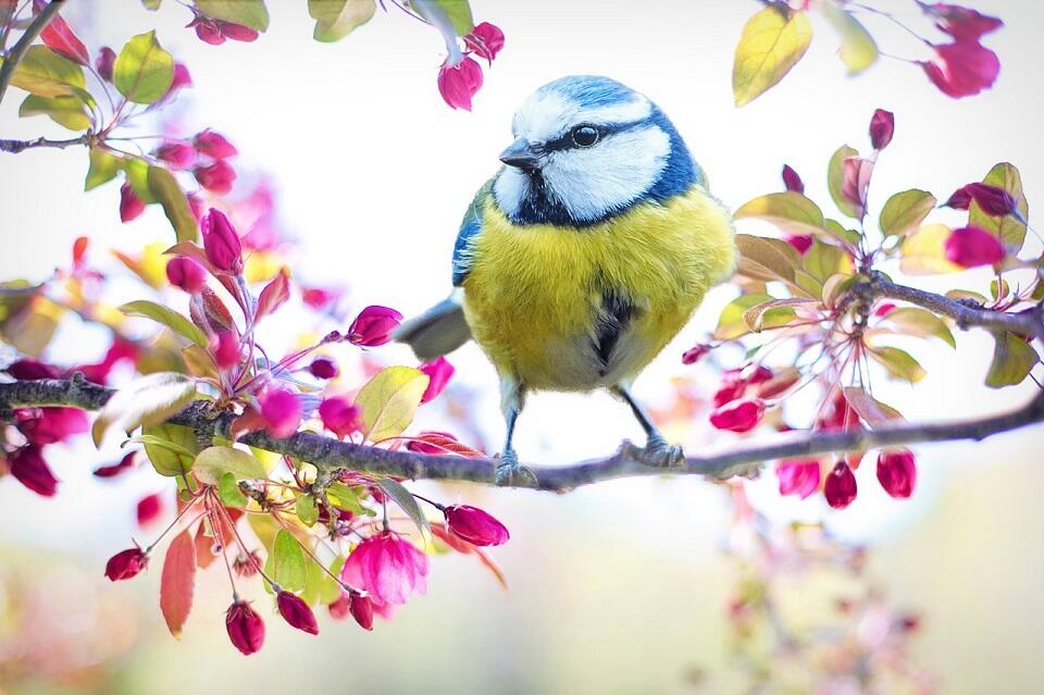 spring-bird-2295434_1280©pixabay