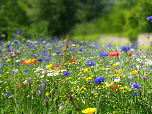 botanique, fleurs, printemps, sortie, decouverte, plante