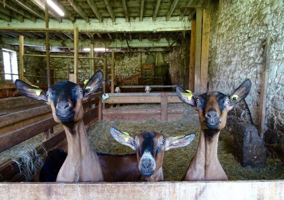 Credit-photo--Ferme-Frady-2