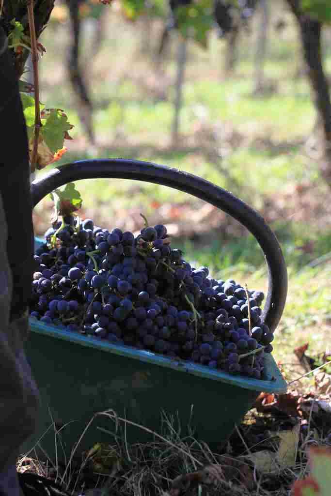 Vendanges-Geaune
