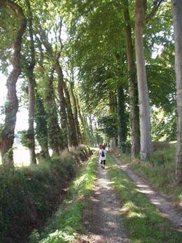 rando arbres p 21