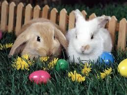 Chasse aux oeufs