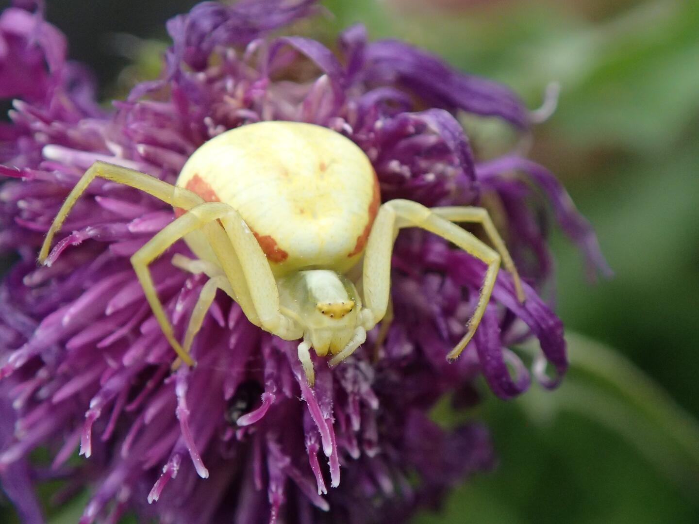 Misumena-vatia-RNR-cre