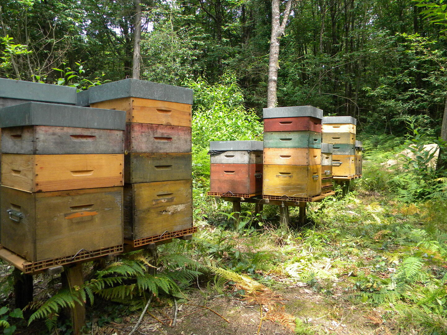 Abeilles@GAEC Dugué (5)