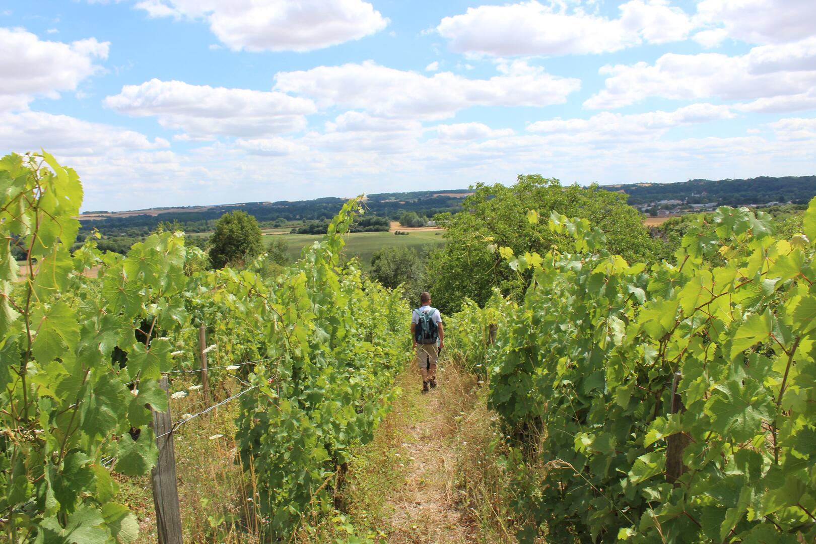 Balade contée Sophie Kluzek-vignoble Lhomme-Ruillé OTVL 2015 (5)