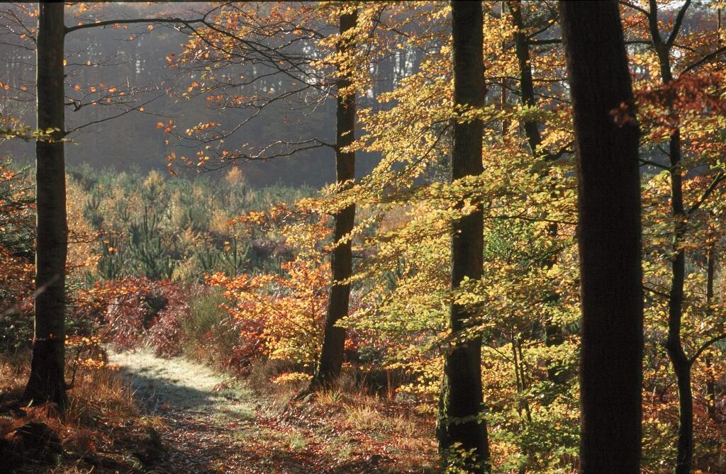Forêt de Perseigne