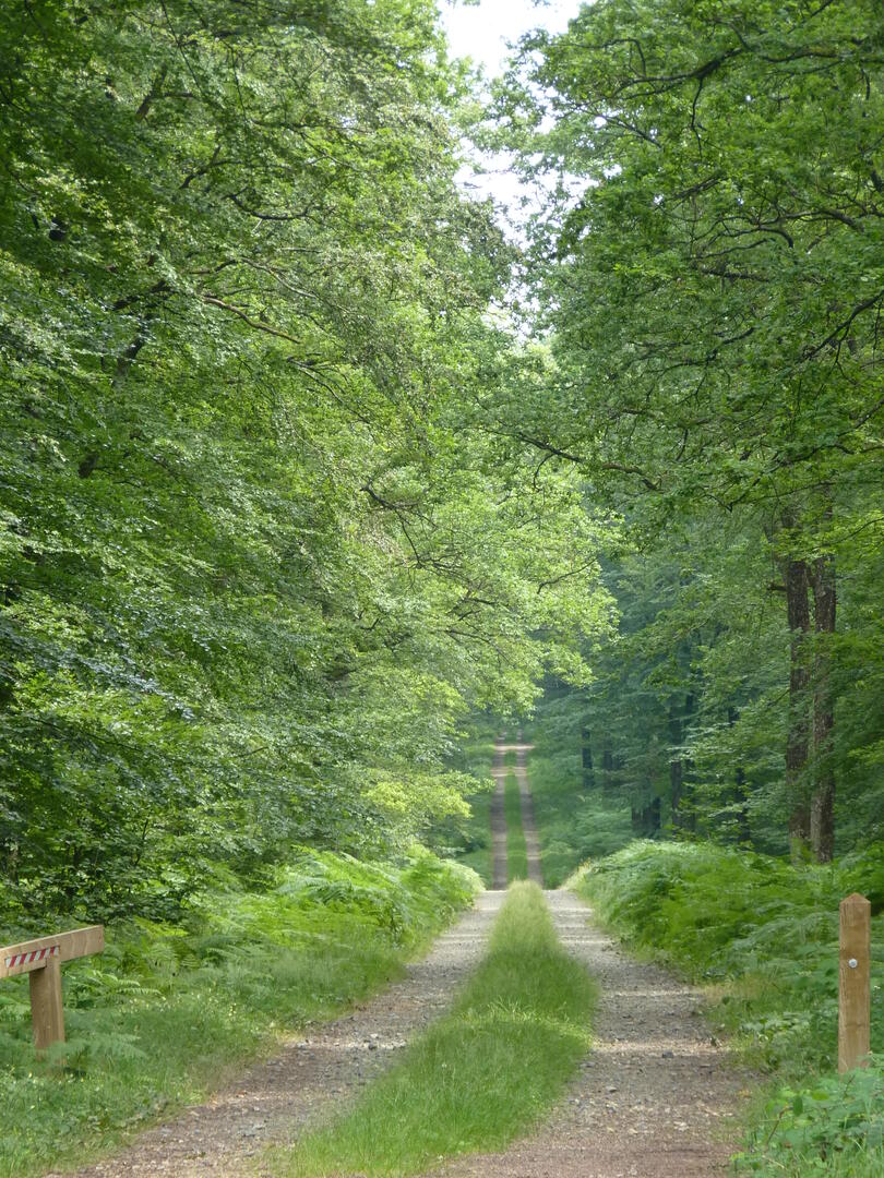 Photos-foret--1-