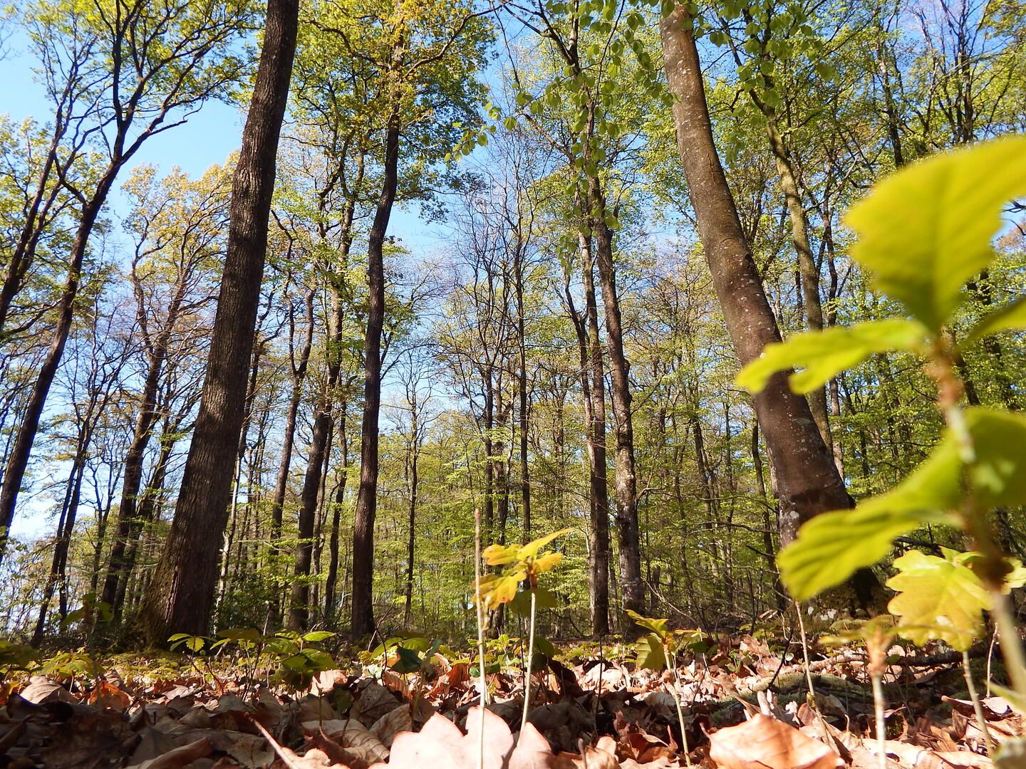 Photos foret (12)