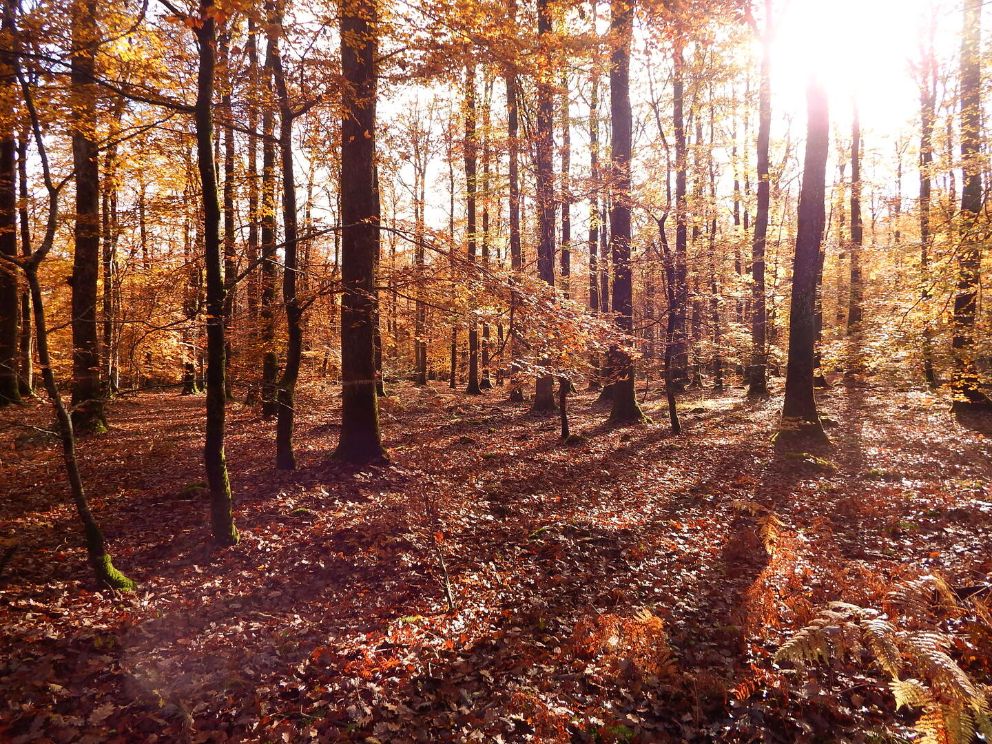 Photos foret (17)
