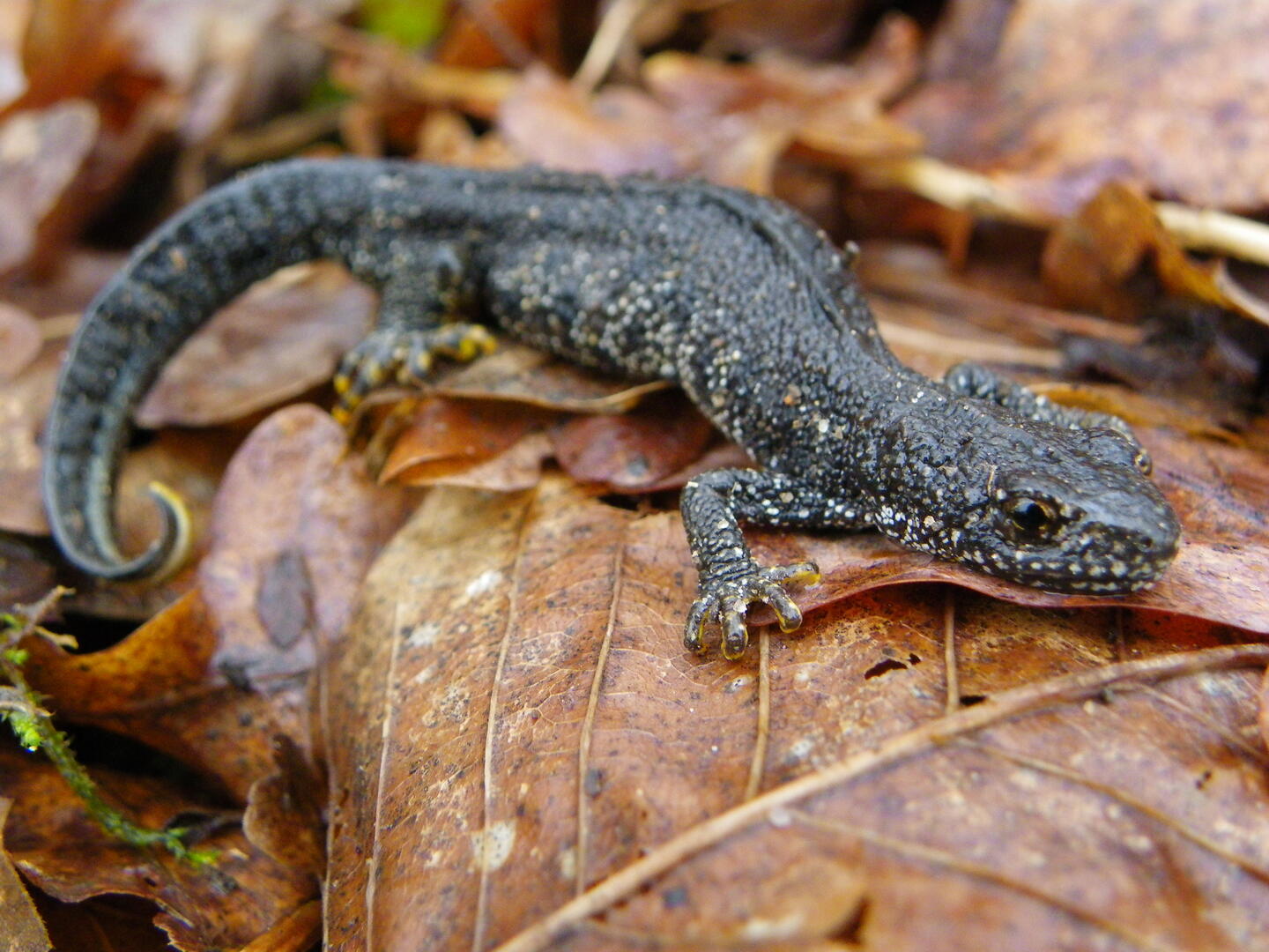 Triturus-cristatus--58-