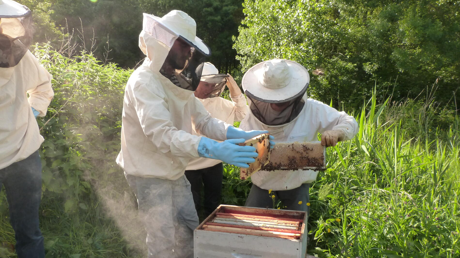 apiculture---Copie