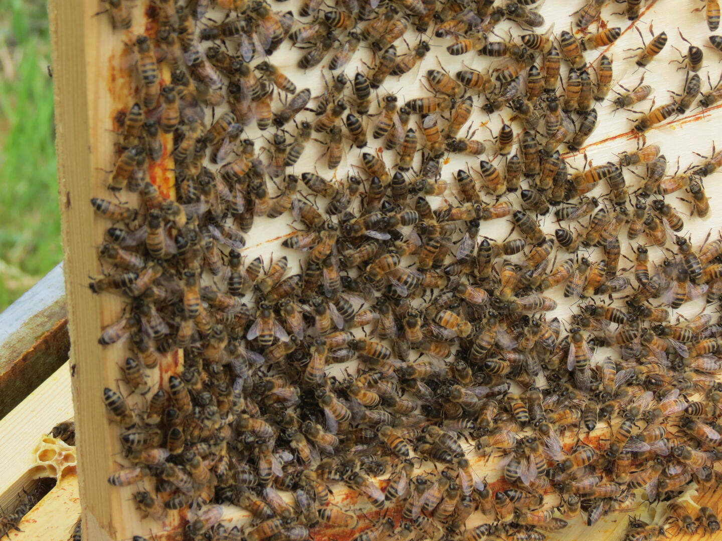 apiculture-2