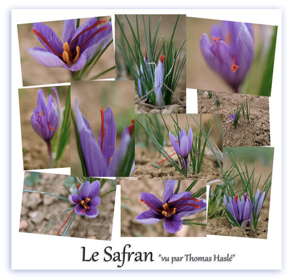 Le Safran d'Elise