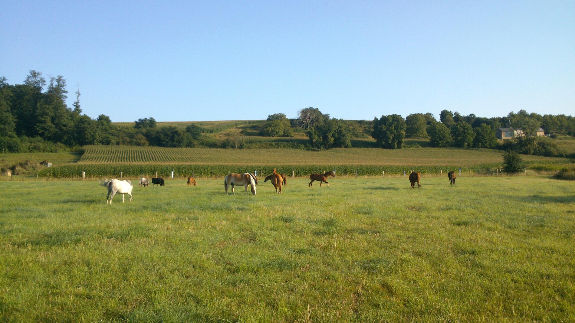 poneys