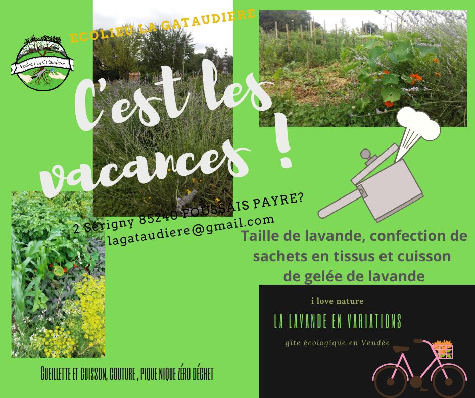 lavande, taille, gelée ou sachets