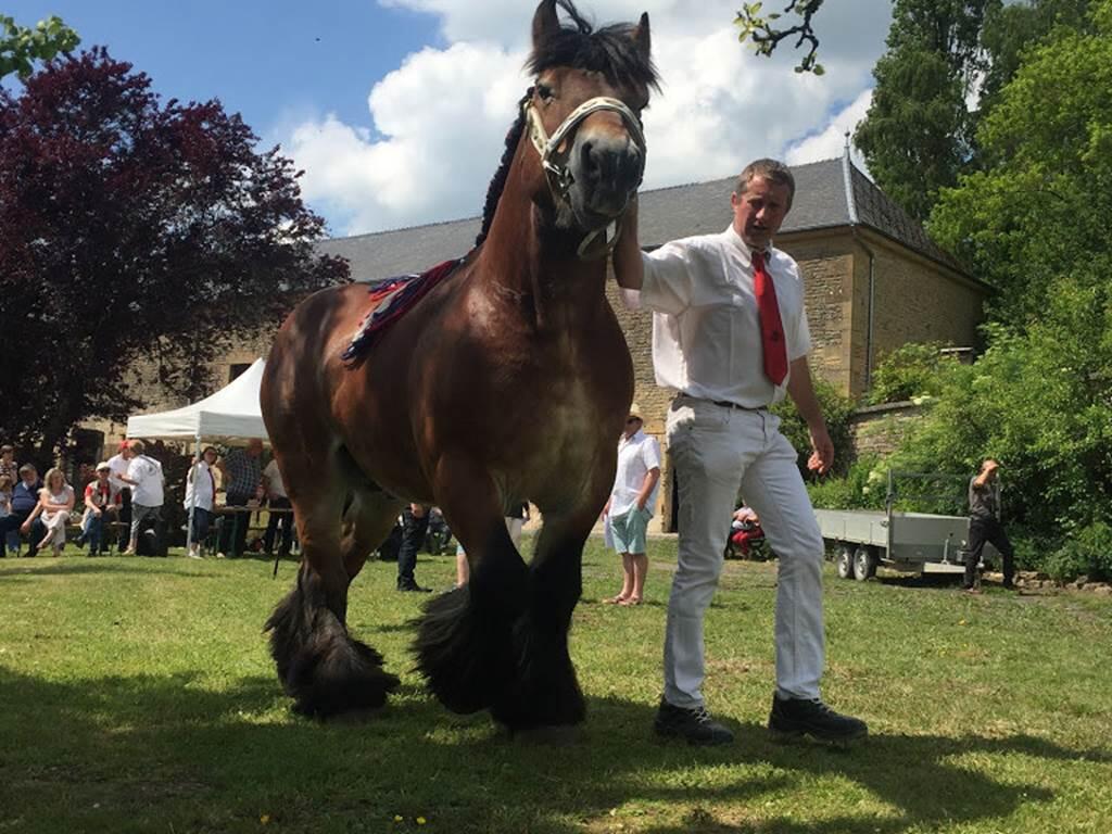 Concours de Chevaux de Trait Ardennais