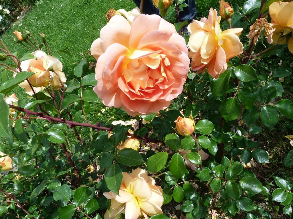 "Les Rosiers de Richard" Portes ouvertes