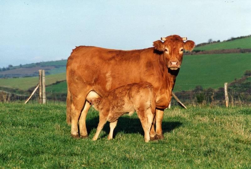 Vache-limousine
