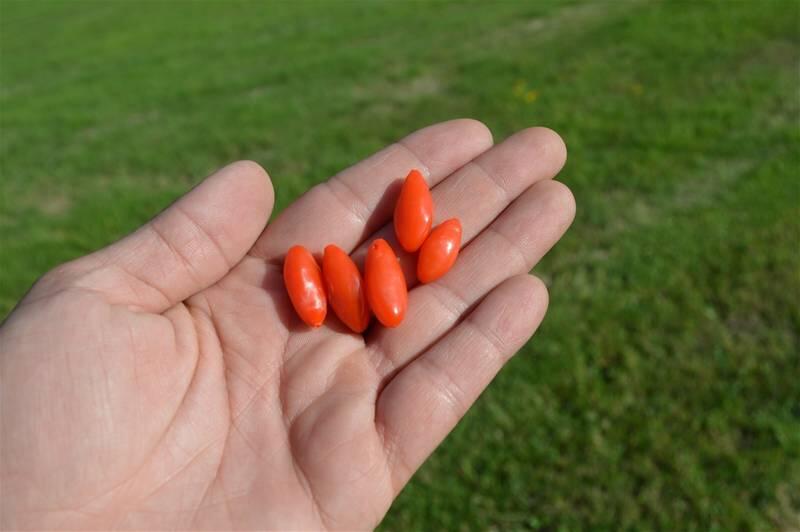 Baie-goji