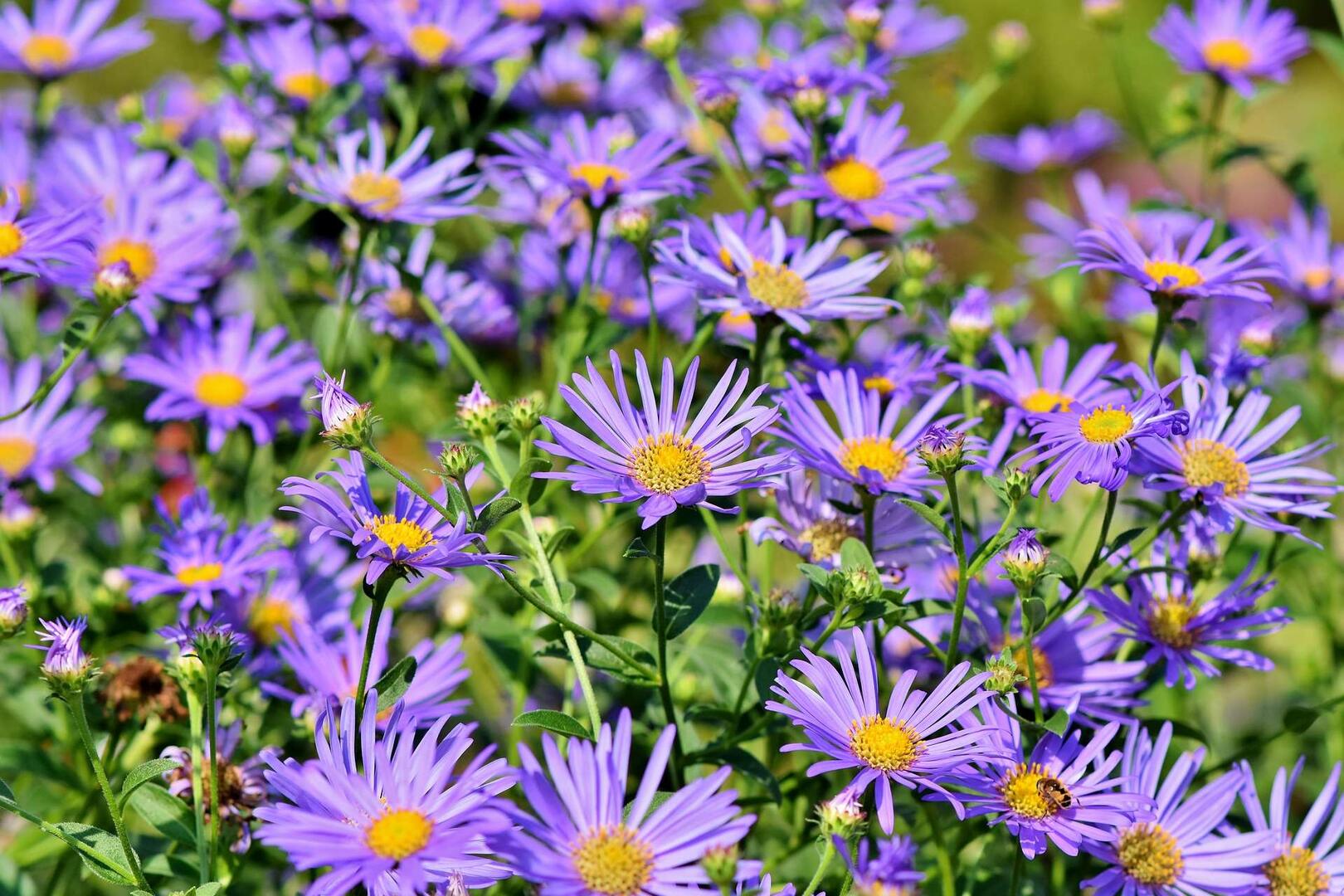 Fleurs