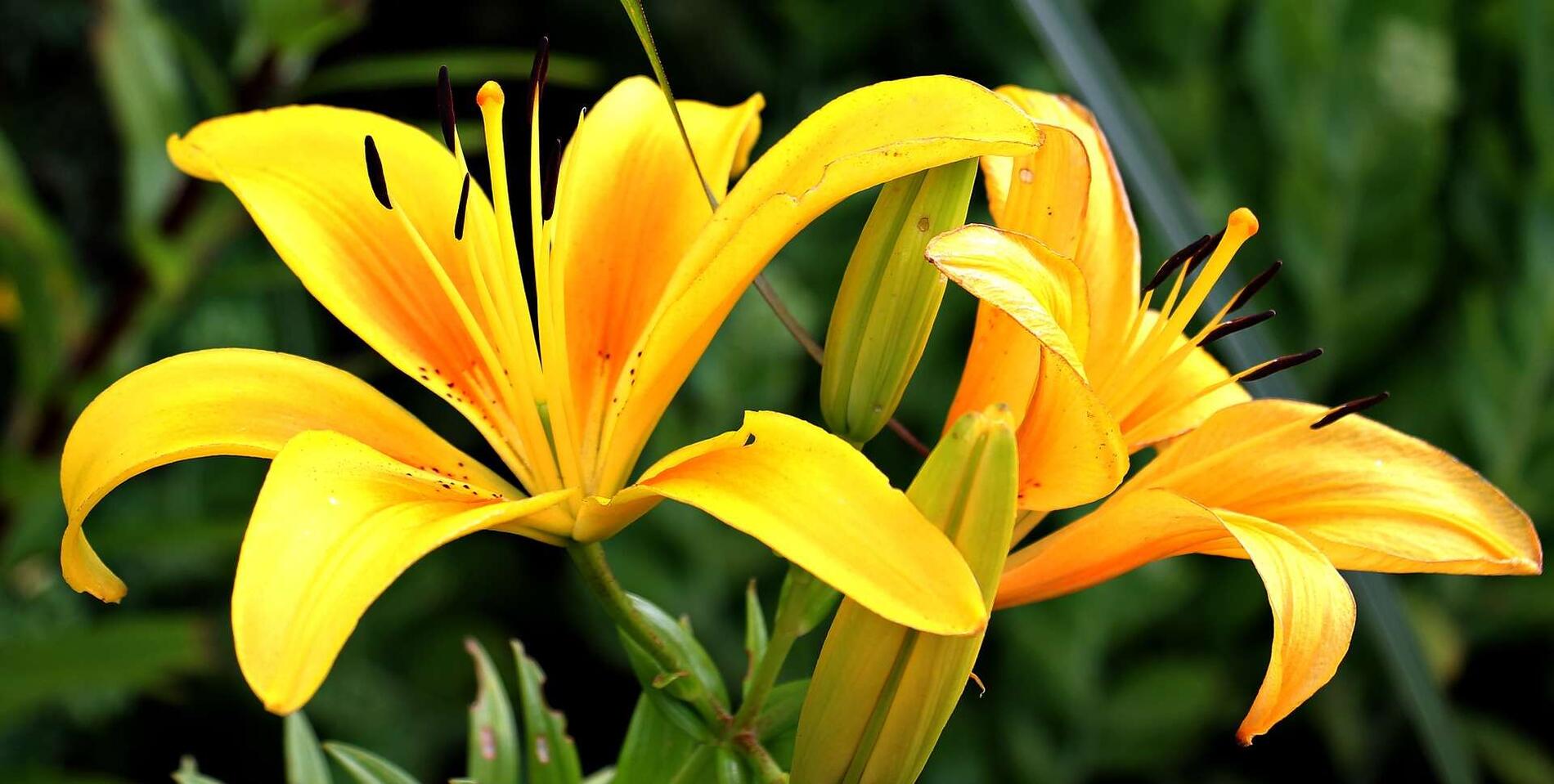 Fleurs01