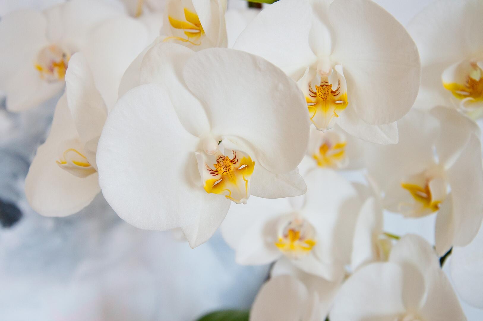 Orchidée